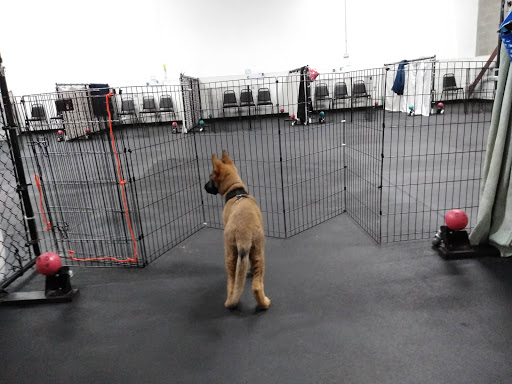 Ahimsa Dog Training Seattle