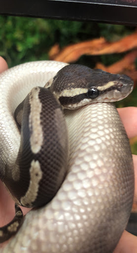 Pet Store «Suncoast Pets», reviews and photos, 7117 US-98, Panama City Beach, FL 32407, USA