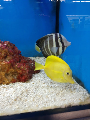 Pet Supply Store «Petco Animal Supplies», reviews and photos, 226 Thornton Drive, Dickson, TN 37055, USA