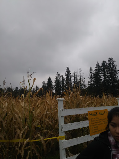 Pumpkin Patch «Rutledge Corn Maze LLC», reviews and photos, 302 93rd Ave SE, Olympia, WA 98501, USA