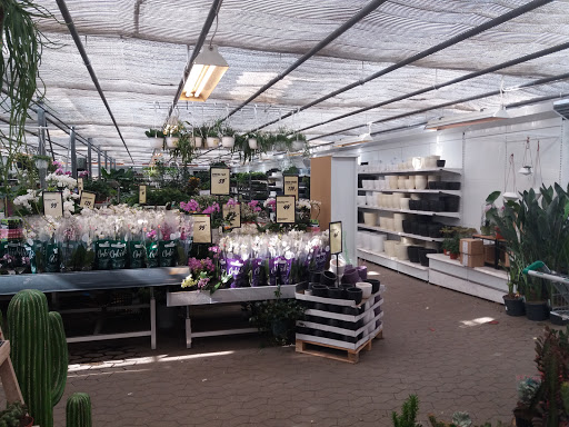 efterklang salut syndrom Butikker for at købe kunstige planter København ※TOP 10※