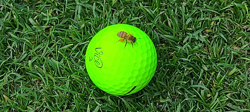 Golf Course «Raven Golf Club - Phoenix», reviews and photos, 3636 E Baseline Rd, Phoenix, AZ 85042, USA