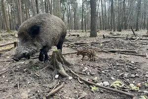 Wildschweingehege (Schinkenquelle Tio Rustico) image