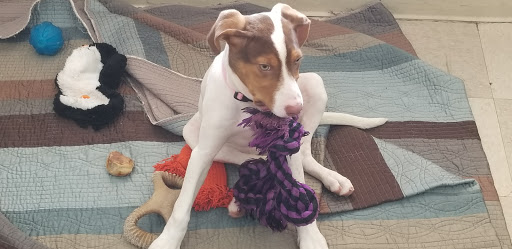 Pet Store «Petland Village of East Side», reviews and photos, 6401 Penn Ave, Pittsburgh, PA 15206, USA