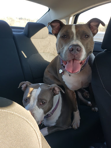 Pet Supply Store «Petco Animal Supplies», reviews and photos, 438 Southbridge St, Auburn, MA 01501, USA