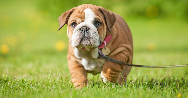 Peters Posh Pets - Dog trainer