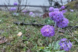 Valley of Flowers image