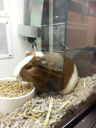 Pet Supply Store «Petco Animal Supplies», reviews and photos, 438 Southbridge St, Auburn, MA 01501, USA