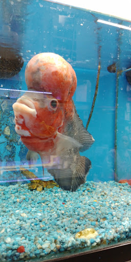 Pet Supply Store «Pet Supreme», reviews and photos, 12823 Foothill Blvd, Sylmar, CA 91342, USA