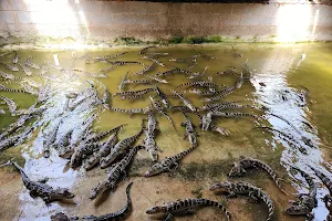 Orange Hill Gator farm image