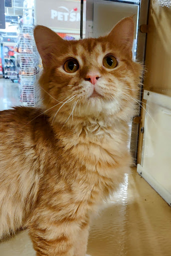 Pet Supply Store «PetSmart», reviews and photos, 2801 Pine Lake Rd, Lincoln, NE 68516, USA