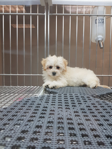 Pet Store «Puppies N Love», reviews and photos, 7700 W Arrowhead Towne Center, Glendale, AZ 85308, USA