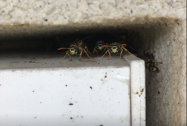 Értékelések erről a helyről: BugInfo Kft, Budapest - Kártevőirtás