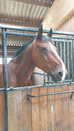 Haras des Sources - Centre équestre & Ecurie de propriétaires - 77 à Conches-sur-Gondoire