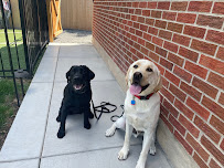 Walking With Walter Dog Training - Photo 6 - Car repair in Centennial, CO, Highlands Ranch