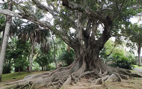 Jardim Botânico António Borges image