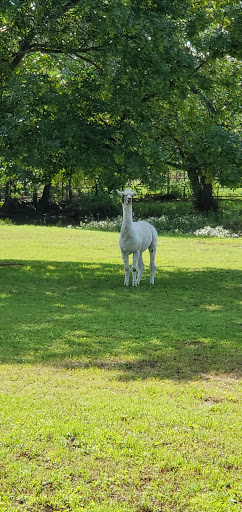 Park «Bob Findlay Linear Park», reviews and photos, 900 Findlay Dr, Arlington, TX 76012, USA