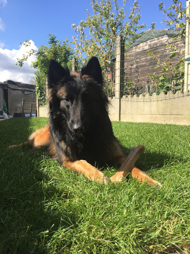 Pension du Parc pour chiens, Decramer Julie