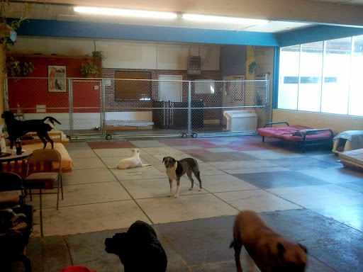 3 Dogs Boarding and Daycare
