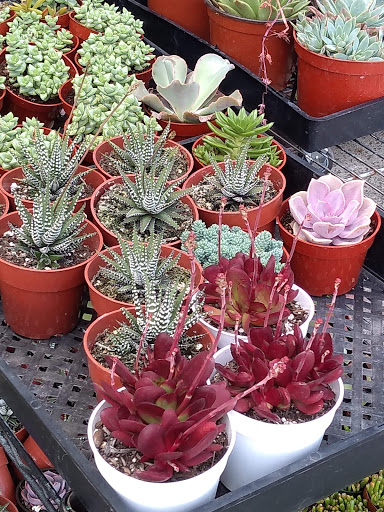 Florist «Enchanted Florist», reviews and photos, 11102 Los Alamitos Blvd, Los Alamitos, CA 90720, USA