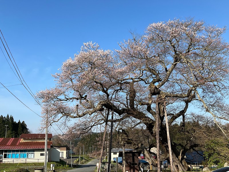 種蒔桜