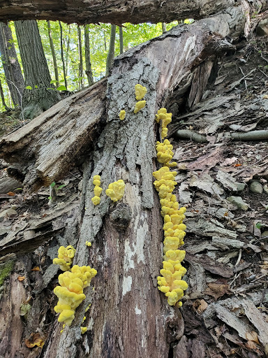 Nature Preserve «Greenbrook Nature Sanctuary», reviews and photos, Green Brook Rd, Tenafly, NJ 07670, USA