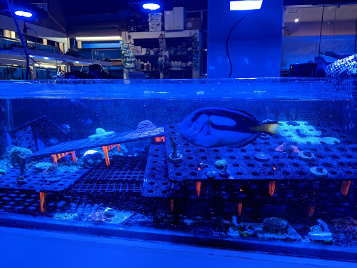 Tropical Fish Store «Quantum Reefs», reviews and photos, 7025 Brookfield Plaza, Springfield, VA 22150, USA