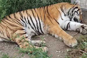 Oasis Siberian tiger image