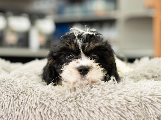 Pet Store «Petland», reviews and photos, 10289 Ulmerton Rd, Largo, FL 33771, USA