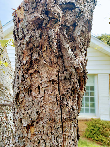 South Baltimore Tree Service And Lawn Service 2