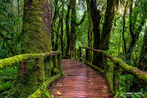 Ang Ka Nature Trail image