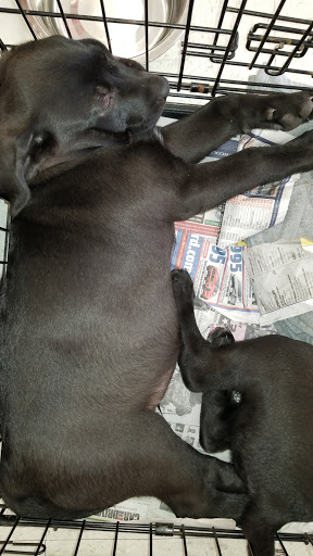 Pet Supply Store «Pet Supplies Plus», reviews and photos, 15034 San Pedro Ave Suite A, San Antonio, TX 78232, USA