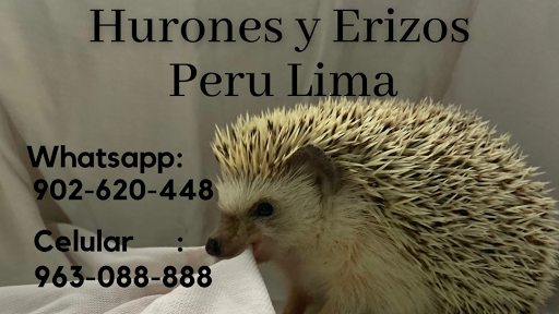 Hurones y Erizos Peru Lima