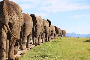 Knysna Elephant Park image