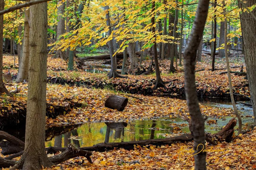 Nature Preserve «Stage Nature Center», reviews and photos, 6685 Coolidge Hwy, Troy, MI 48098, USA