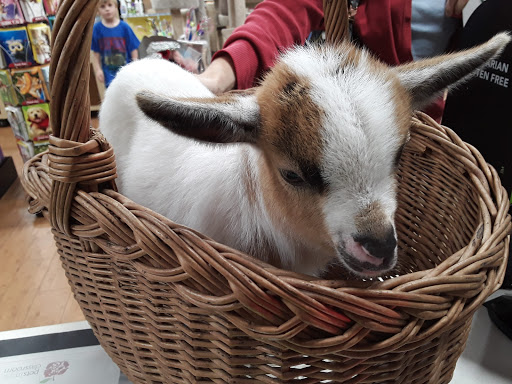 Pet Supply Store «Pet Supermarket», reviews and photos, 801 E Sunrise Blvd, Fort Lauderdale, FL 33304, USA