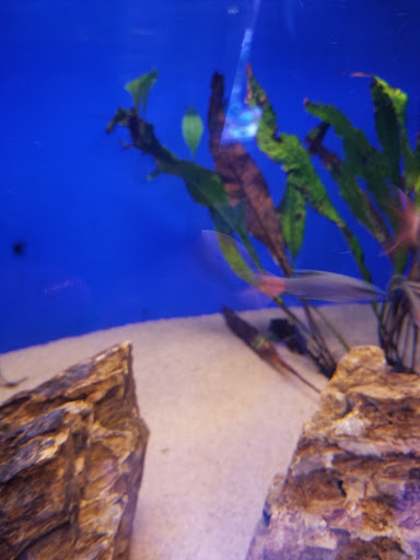 Aquarium «Coral Logic Aquarium LLC», reviews and photos, 7860 Gate Pkwy #108, Jacksonville, FL 32256, USA