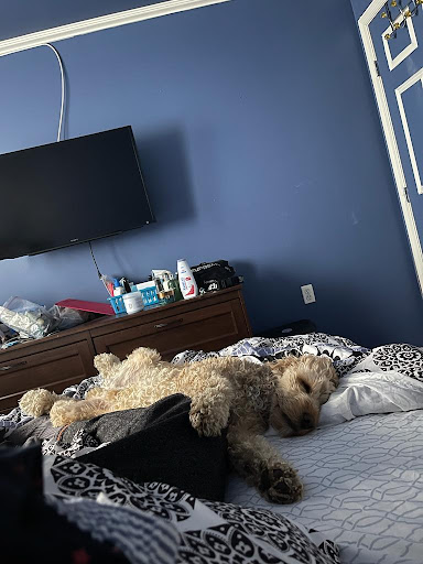 Pet Supply Store «PetSmart», reviews and photos, 238 Atlantic Ave, Brooklyn, NY 11201, USA