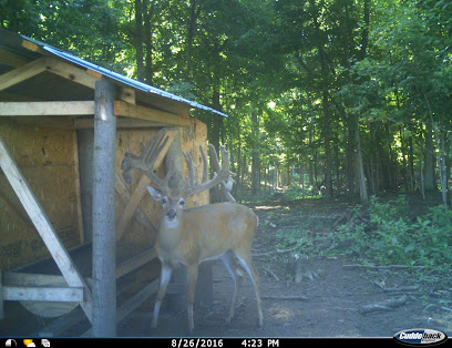 Wooded Acres Whitetails