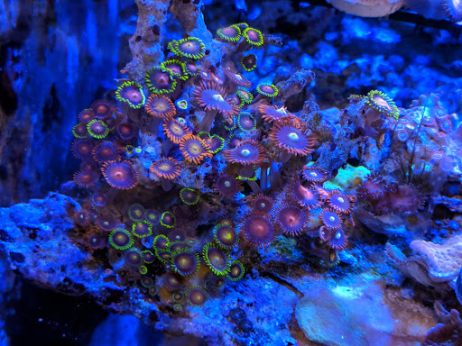 Aquarium «Aquarium Specialties & Research Center», reviews and photos, 235 Lancaster Ave, Malvern, PA 19355, USA