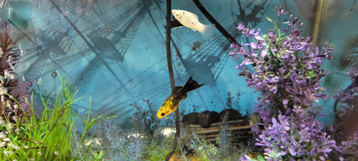 Pet Supply Store «PetSmart», reviews and photos, 13001 Peyton Dr, Chino Hills, CA 91709, USA