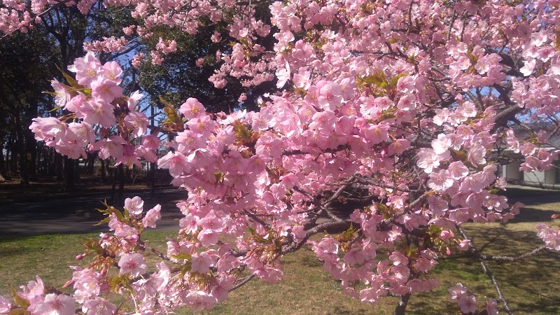 都立水元公園の河津桜