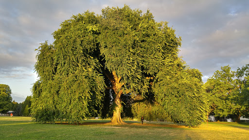 Park «Overlook Park», reviews and photos, 1599 N Fremont St, Portland, OR 97227, USA