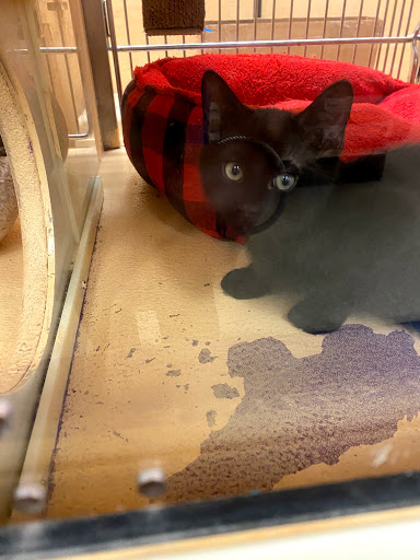 Pet Supply Store «PetSmart», reviews and photos, 1540 N Dale Mabry Hwy, Tampa, FL 33607, USA