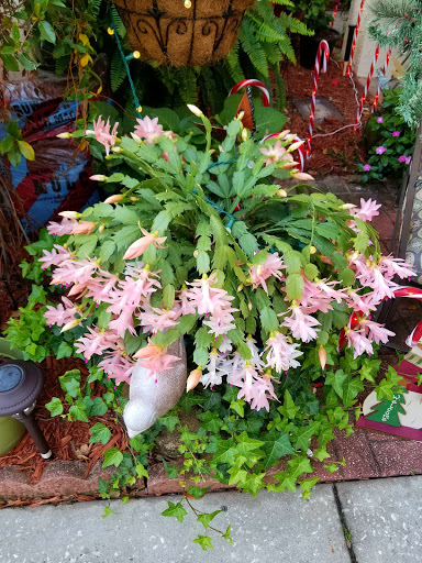 Campground «Seven Springs Travel Park», reviews and photos, 8039 Old Co Rd 54, New Port Richey, FL 34653, USA