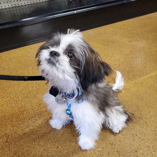 Pet Store «Choice Pet Market», reviews and photos, 2915 W Ray Rd, Chandler, AZ 85224, USA