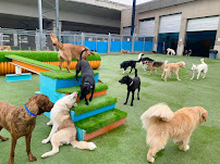 Lucy's Doggy Daycare and Spa - Photo 3 - Car repair in San Antonio, TX, San Antonio