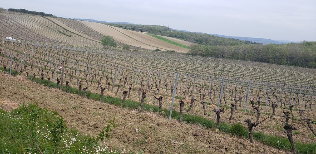 DOMAINE DE CAZES à Alaigne (Aude 11)