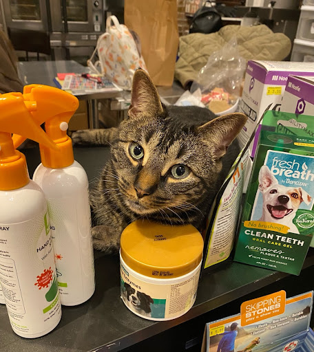 Pet Supply Store «New England Dog Biscuit Company», reviews and photos, 7 Central St, Salem, MA 01970, USA