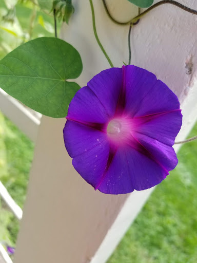 National Park «Herbert Hoover National Historic Site», reviews and photos, 110 Parkside Dr, West Branch, IA 52358, USA